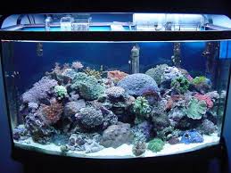 Saltwater Aquarium Lighting Crystal Clear Aquariums