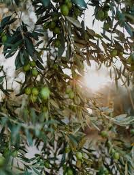 Built by the civilian conservation corps during the great depression, the historic pere marquette lodge and conference center is the place to go if you are looking for a popular st. Die Fulle Des Sudens Pere Olive