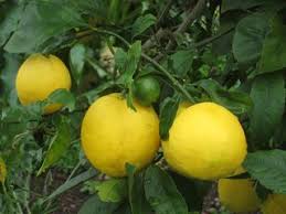 At the beginning of the colder months, your lemon tree may begin the process of producing. Golden Gate Gardener Bay Area Citrus In Great Danger
