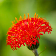 Image result for Kleinia abyssinica