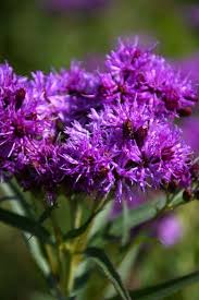 Image result for Vernonia stenocephala