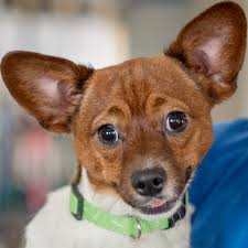 If you are considering getting a new papal, then jakahua or jack chi may be the right choice. Tt Female Jack Russell Terrier Chihuahua Mix Routt County Humane Society