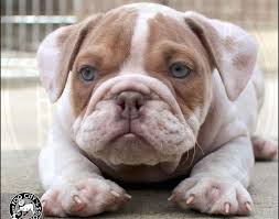 We did not find results for: American Bulldog Puppies For Sale Craigslist Off 60 Www Usushimd Com