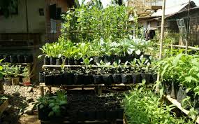 Cara menanam sayuran di halaman rumah selanjutnya yaitu memvariasikan tanaman sayuran yang ditanam. Dari Halaman Rumah Harga Kebutuhan Pokok Bisa Dikendalikan Halaman 1 Kompasiana Com