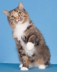 I Want A Ragamuffin Cat Breeds Ragamuffin Cat Cats