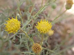 Image result for Nolletia arenosa