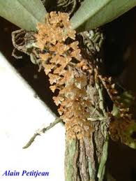 Image result for Diaphananthe