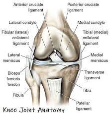 Knee Joint Anatomy Guide Find Out Everything You Need To Know About The Knee Anatomy Of The Knee Joints Anatomy Knee Joint Anatomy