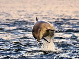 Dolphins Porpoise And Whales In The Uk How To Identify