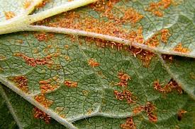 Image result for rez rzivost ostru%u017Einy