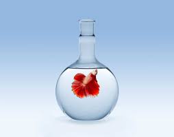 Good water care is the staple of good aquarium and betta fish care. What Kind Of Water Do Betta Fish Need Betta Source