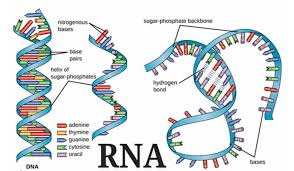 Maybe you would like to learn more about one of these? 8 Perbedaan Dna Dan Rna Lengkap Dengan Fungsi Tabel