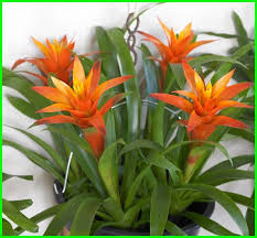 Jun 13, 2021 · namun, bagaimana jika memiliki ruangan terbatas, apakah masih bisa meletakkan tanaman hias di dalam rumah? 22 Tanaman Hias Yang Hidup Tanpa Sinar Matahari Dunia Fauna Hewan Binatang Tumbuhan Dunia Fauna Hewan Binatang Tumbuhan