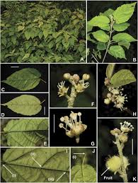 Image result for Croton dichogamus