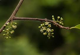 Image result for Embelia schimperi