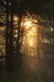 Fairytale Forest Nature Photography Forest Aesthetic Beautiful Nature