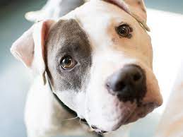 There's plenty of other dogs and cats up for adoption at the richmond spca too. Richmond S Animal Care And Control How Its Director Is Saving The Lives Of Cats And Dogs Npr