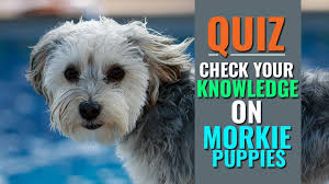morkie puppy must know facts on the
