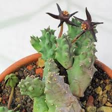 Image result for Duvalia