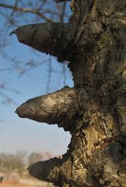 Image result for Acacia nigrescens