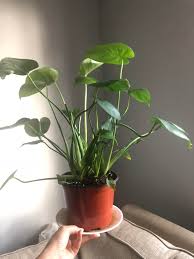 Or when you are quarantined? I Got This Heartleaf Philodendron Plant From The Supermarket And I Have No Idea Why It Keeps Growing Long Stems From All The Pictures I See On Google For Heartleaf Philodendron They Re