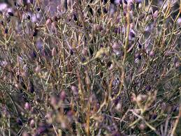 Image result for Thamnosma rhodesica