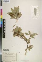 Image result for Boscia mossambicensis