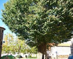 La corteza de esta especie se resquebraja con. El Olmo De Layos Arbol Del Ano