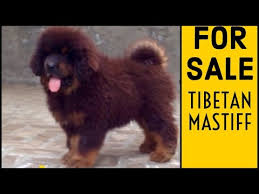 Lion Cubs For Sale In India 01 2022