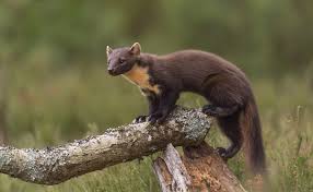 Image result for marten poop