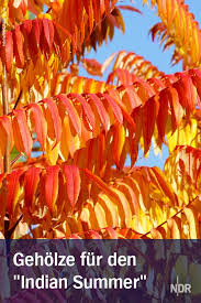 Indian Summer Baume Und Stauden Mit Herbstfarbung Pflanzen Pflanzen Essigbaum Hecke Pflanzen