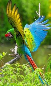 Birds And Blooms Contest Talking To Your Child About The Birds And Bees Pet Birds Parrots Pet Birds Birds