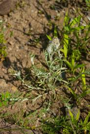 Image result for Gnaphalium unionis