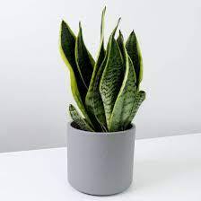 These make great desk plants as they don't need too much care and attention to thrive. 7 Of The Best Desk Plants To Help Relieve Your Wfh Stress