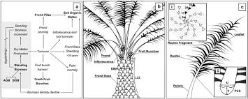 These termites are the most economically important wood destroying insects in the united states and are classified as pests. An Assessment Of Oil Palm Plantation Aboveground Biomass Stocks On Tropical Peat Using Destructive And Non Destructive Methods Scientific Reports