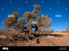 Image result for Acacia haematoxylon