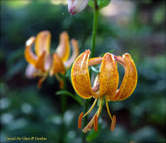 Image result for Lilium martagon `Manitoba Fox`