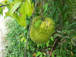 Kebaikan daun durian belanda ialah dapat mengatasi masalah sakit kerongkong, cirit birit, demam, mengurangkan masalah. Punyalah Banyak Khasiat Durian Belanda Patutlah Ramai Yang Suka Cari Buah Ini Mingguan Wanita