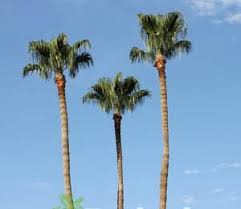 Image result for Washingtonia robusta
