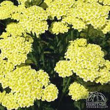 Plant Profile For Achillea Sunny Seduction Seduction Yarrow Perennial Pollinator Plants Plants Achillea