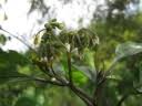 Image result for Solanum schumannianum