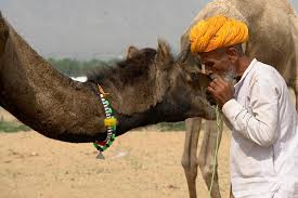8 am to 6 pm entry fee: Spacetraveller Activity Bikaner Camel Breeding Farm