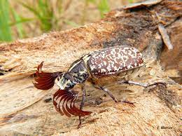 C'est d'ailleurs de là que vient l'expression ne pas être piqué des hannetons qui signifie que quelqu'un ou quelque chose est intact. Hanneton Des Pins Observatoire De La Biodiversite Des Forets