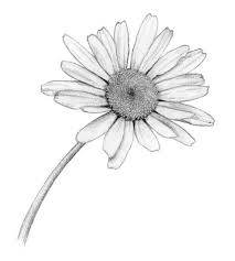 Black And White Daisy Flower Tattoo 54 Trendy Flowers Tattoo Black And White Daisy In 2020 Daisy Drawing Aster Flower Tattoos Flower Drawing