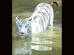 Want to adopt from Borivali safari park ...