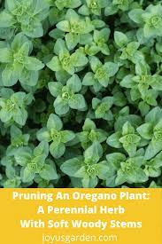 Pruning An Oregano Plant A Perennial Herb With Soft Woody Stems