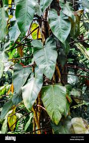 Image result for Araceae