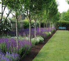 Pyrus Calleryana Valzam Evergreen Landscape Landscaping Along Fence Evergreen Plants