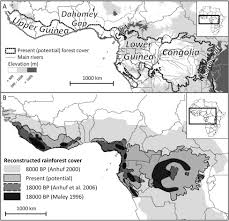 Image result for Afrostyrax kamerunensis