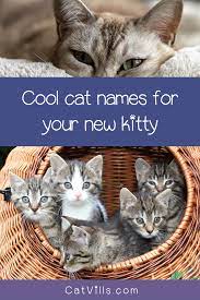 19 Totally Perfect Male Cat Names You Ll Love Cat Names Cats Funny Cat Memes